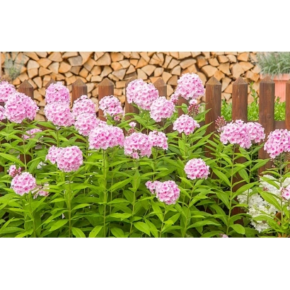 Розовые флоксы на фоне деревянного забора и штабеля дров - Дебют