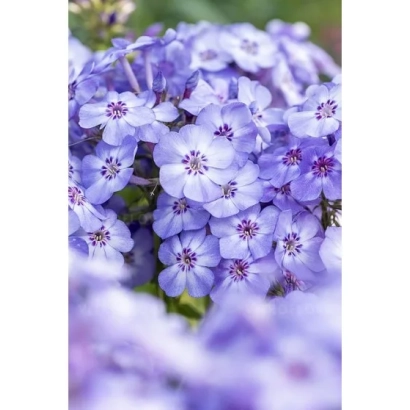 Синие цветы флокс в крупном плане - Дельфин