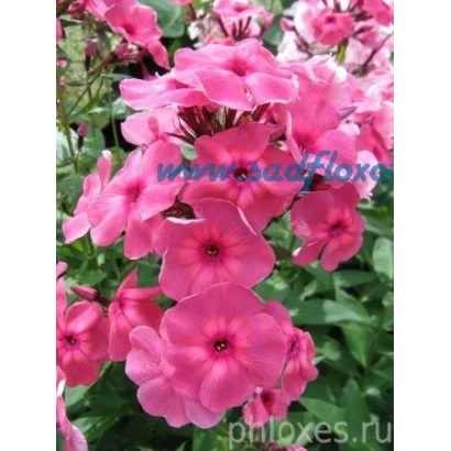 Розовые цветы флокс Дымка на фоне зелени