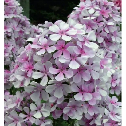 Розовые цветы флокса на фоне зелени - ЕГОРКА