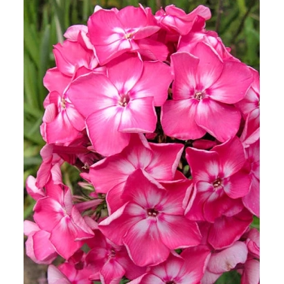 Розовые цветы флокса Евгения на фоне зелени