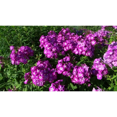 Цветущий флокс Фестивальный на фоне зелёной листвы