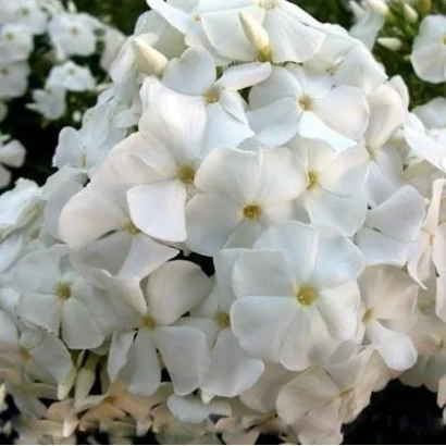 Белые цветы флокса на фоне зелени - ГОЛУБЬ МИРА