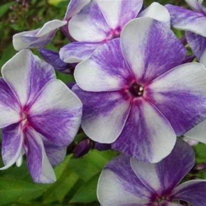 Квітучий флокс Мальвіна з фіолетово-білими пелюстками