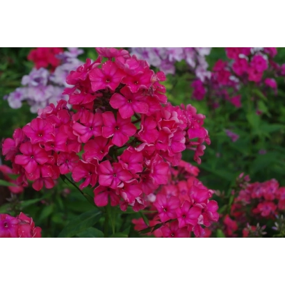 Яркие цветы флокса МАРГО на фоне зелени