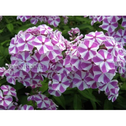 Цветущий флокс МІШЕНЬКА с розово-фиолетовыми соцветиями - Мишенька