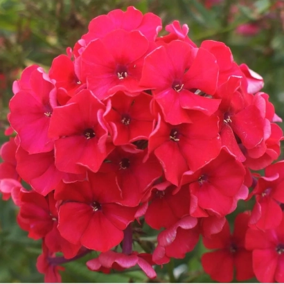 Крупный план ярко-красных цветов флокса Набат на фоне зелени.