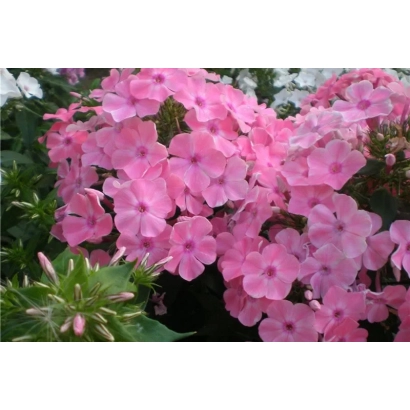 Розовые цветы флокс на фоне зелени - НАХОДКА