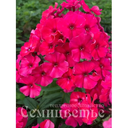 Ярко-розовые цветы флокса на фоне зелени с надписью Семипетъе - НЕЛЛИ