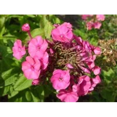 Розовые цветы флокса на зелёном фоне - НИКОЛЯ ФЛАММЕЛЬ