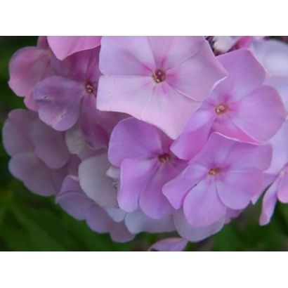 Рожеві квіти флоксу Олімпіада на зеленому фоні