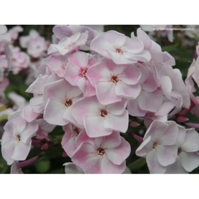 Розовые цветы флокс на фоне зелени - ОСЕННИЙ БУКЕТ