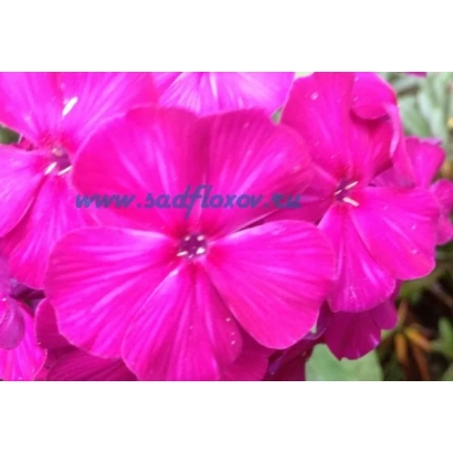 Розовые цветы флокс на фоне, логотип sadphlox.ru - РИХАРД ЗОРГЕ