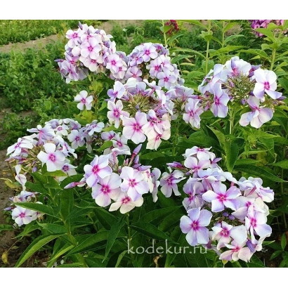 Цветущие растения флокс на грядке - СИГИЗМУНД ЛЕВАНЕВСКИЙ