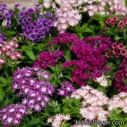 Цветущие растения флокс Шурочка на фоне поля