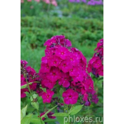 Крупный план ярко-розовых цветов флокс на фоне зелёной листвы, сайт phloxes.ru внизу. - ТАРАС ШЕВЧЕНКО