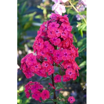 Ярко-розовые цветы флокса на фоне зелени - Юбилейный