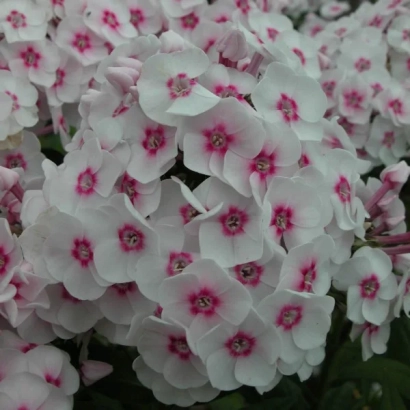 Белые цветы флокса с розовыми центрами - Юлия