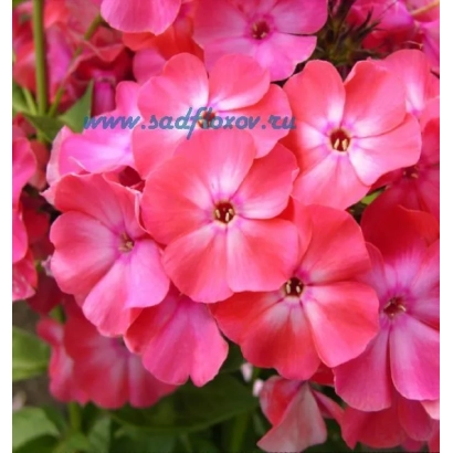 Рожеві квіти флокс, сорт Вальс