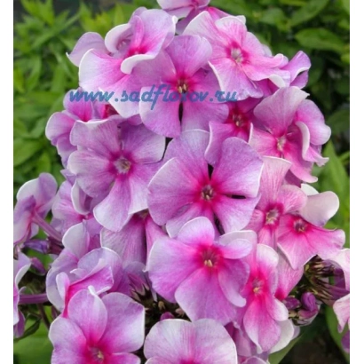 Розовые цветы флокс на фоне зелени - Виринея