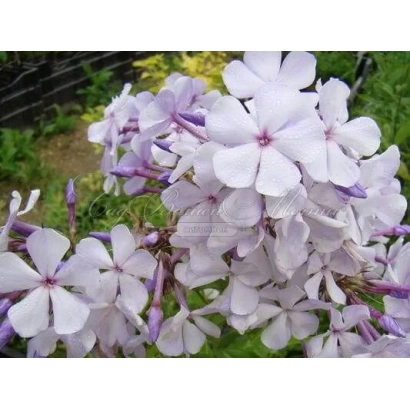 Белые цветы флокса на фоне зелени - Витязь