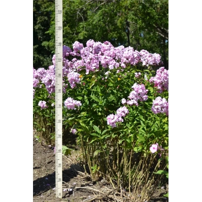 Цветущий флокс с меткой роста на фоне зелёных листьев и розовых соцветий. - ВОЗДУШНЫЙ ЗАМОК