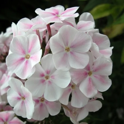 Розово-белые цветы флокса на фоне зелени - Зефир