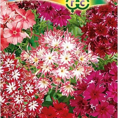 Пакет семян флокс с изображением красных и розовых цветов - ЗВЕЗДНОЕ КРУЖЕВО
