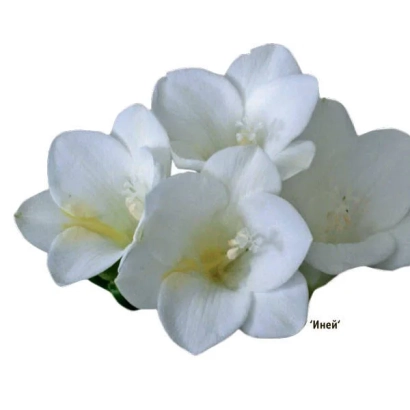 Белые цветы фрезии с надписью ІНЕЙ - ИНЕЙ