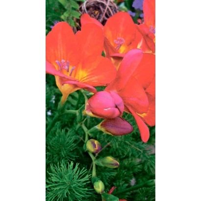 Red freesia flowers against green foliage - Caucasus