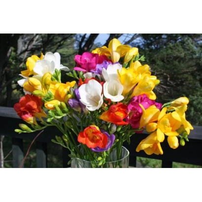 Букет фрезії різних кольорів у вазі на фоні природи - Оленка