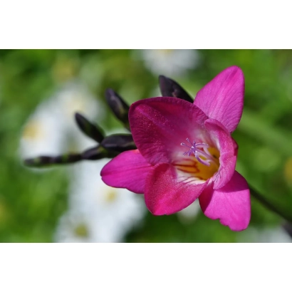 Рожева квітка фрезії на зеленому фоні - Світлана