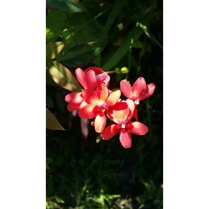 Красные цветы фрезии на фоне зелени - ЮЖНОЕ СИЯНИЕ