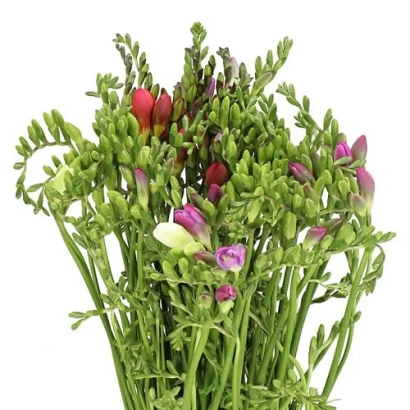 Букет фрезії з зеленими стеблями та бутончиками рожевого та білого кольору - ВАЛЕНТИНА