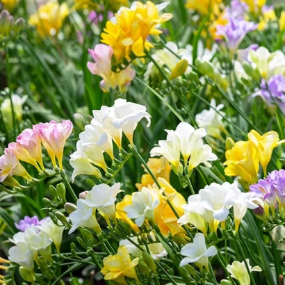 Blooming freesias of various colors on a green background - Vesta