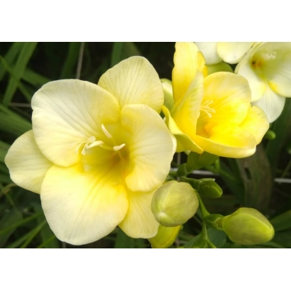 Жовті квіти фрезії на фоні зелені - ЗОЛОТО АМПСАЛІДИ