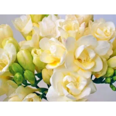 Bouquet of white and cream Freesia flowers - Cinderella