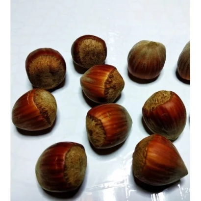 Горсть фундука на белом фоне - Барбакан БСИ