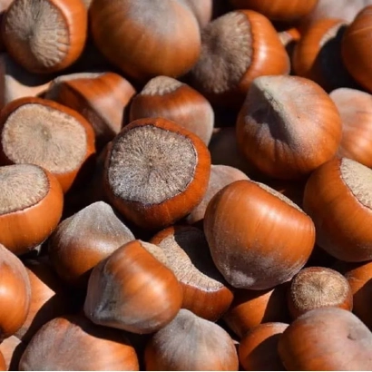 Крупний план фундуку (лісового горіха) на фоні інших горіхів - Барселонський