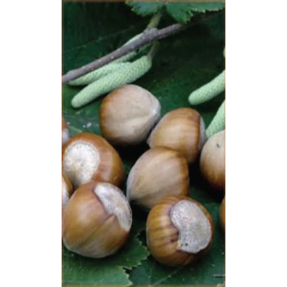 Hazelnuts on a green leaf with a twig and buds - Barcelonese