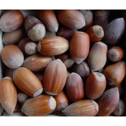 Фундук (лесной орех) в натуральном виде - Боровской / Боровський