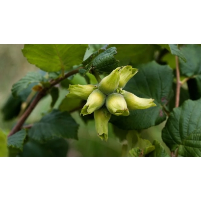 Зелені плоди лещини на гілці - Дарувар