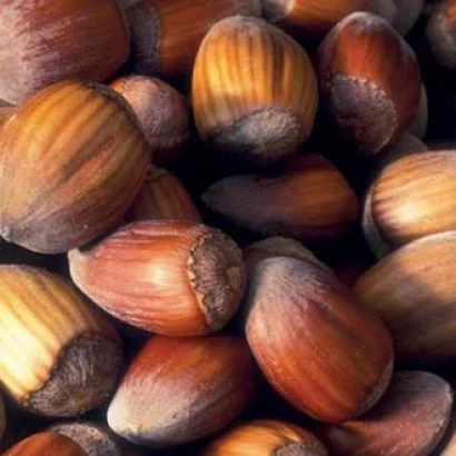 Pile of hazelnuts Dolinskii