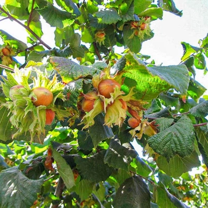 Кусты лещины с плодами в стадии созревания - ДЖИФОНИ ЕА