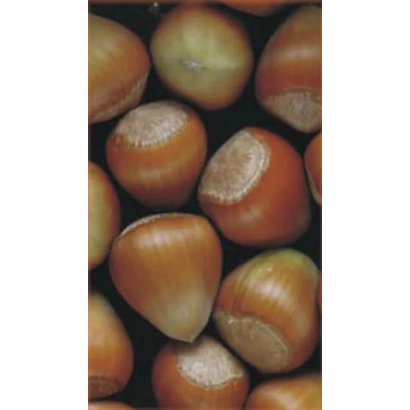 Galle | Galle — hazelnuts (Corylus) on dark background