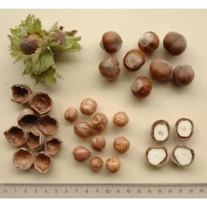 Галле | Galle — фундук, лещина