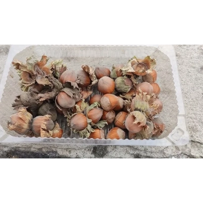 Fresh filberts in clear packaging - Hustska Bomba