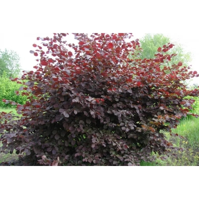 Red-leaved hazel (Ivanteysky Red) against a green field background