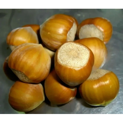 Група фундуку на металевій поверхні - Каталонський