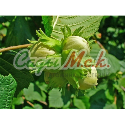 Catalan filbert on a branch with green leaves